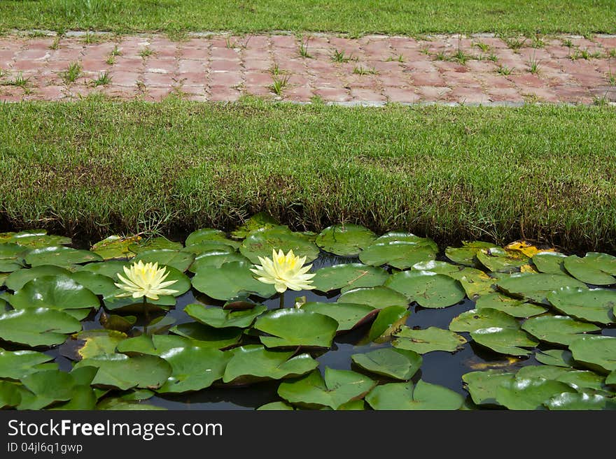 Yellow water lily in a pond with a brick red color on the grass on top. Yellow water lily in a pond with a brick red color on the grass on top.