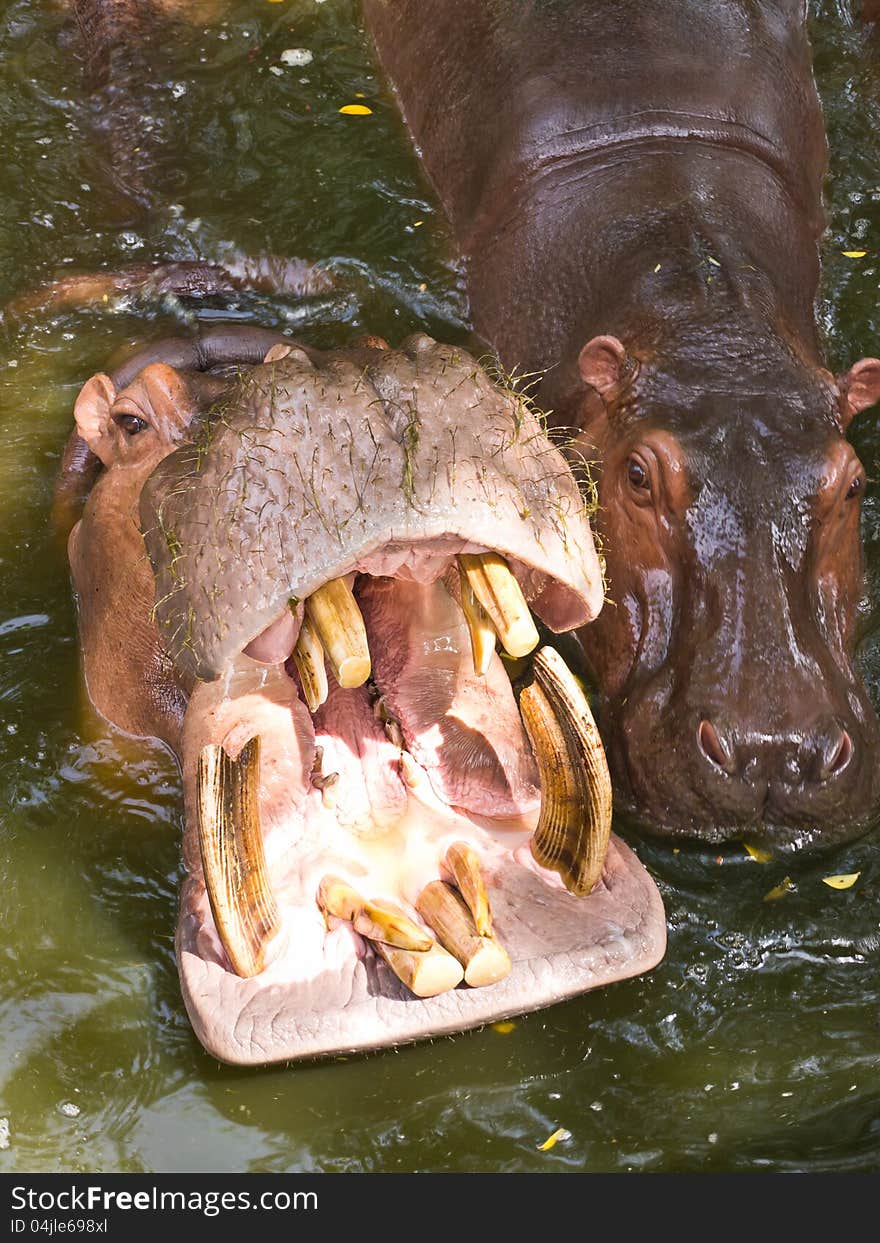 Hippopotamus is waiting for feeding in pond