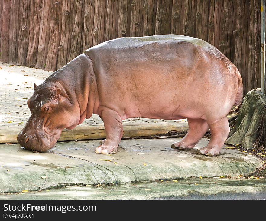 Hippopotamus