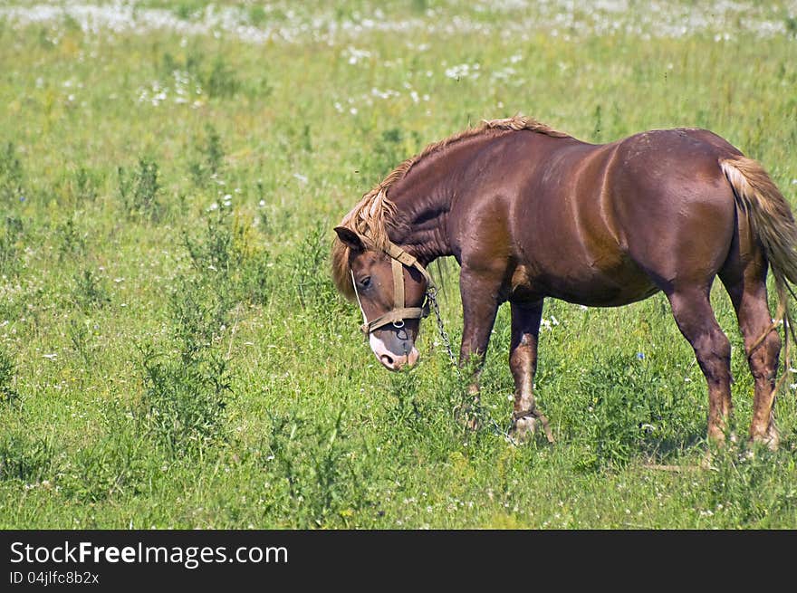 Strong hunky-horse grazing in a meadow