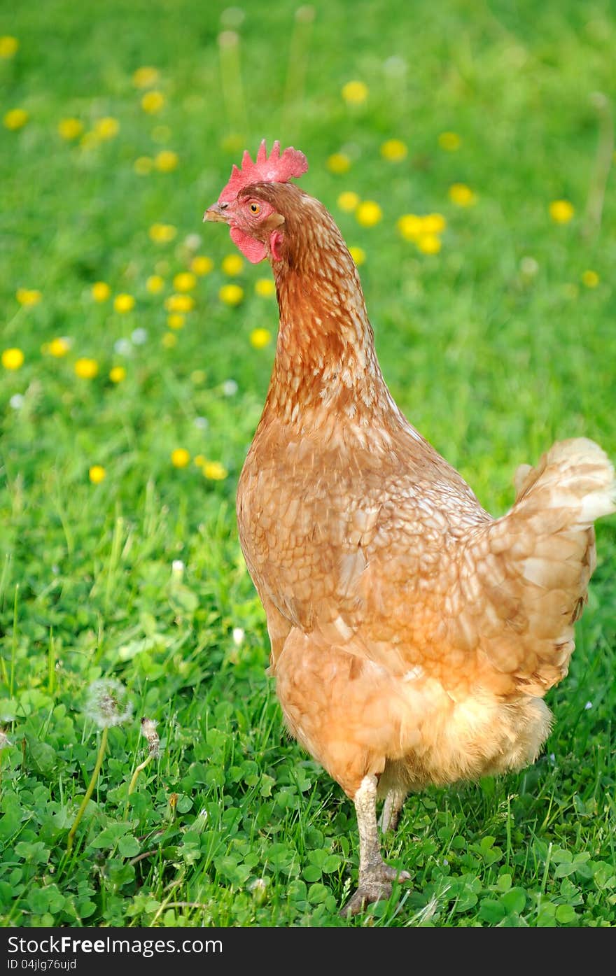 A red chicken walking in the garden in summer. A red chicken walking in the garden in summer