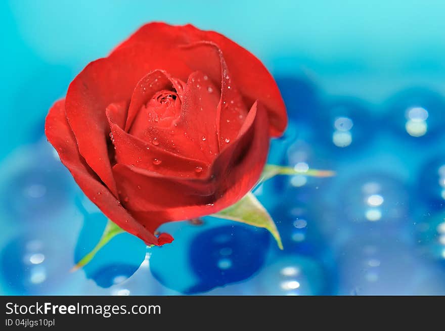 A beautiful red rose with dew drops floating on the water with blue glass stones. A beautiful red rose with dew drops floating on the water with blue glass stones