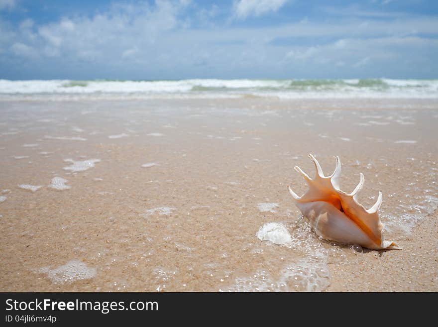 Seashell on the sand of seashore holiday concept