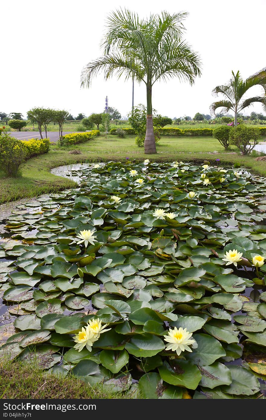 Yellow water lily pond in the garden with palm trees, one for the rest. Yellow water lily pond in the garden with palm trees, one for the rest.