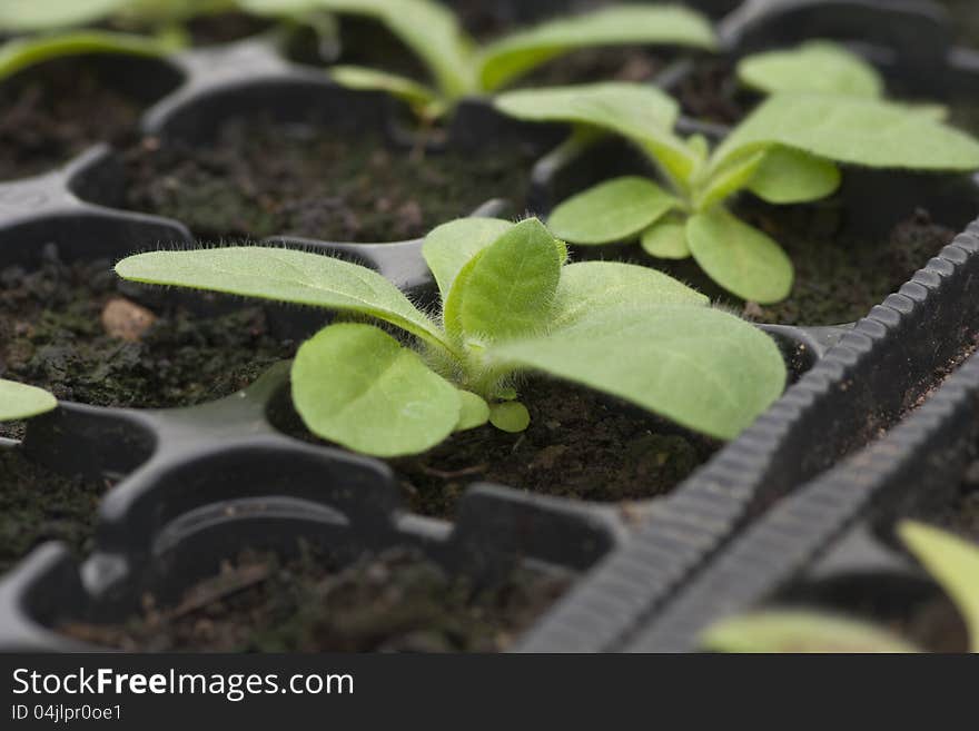 Plants growing in greenhouses. Shallow depth of field. Plants growing in greenhouses. Shallow depth of field.