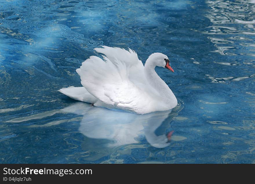 White swan floats in blue water