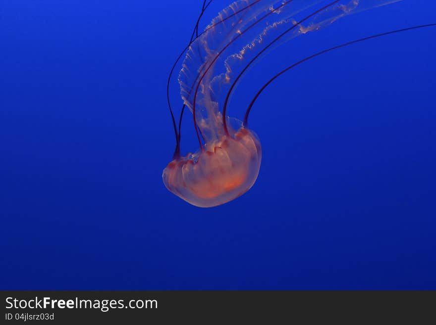 Pacific Sea Nettle Jellyfish floating