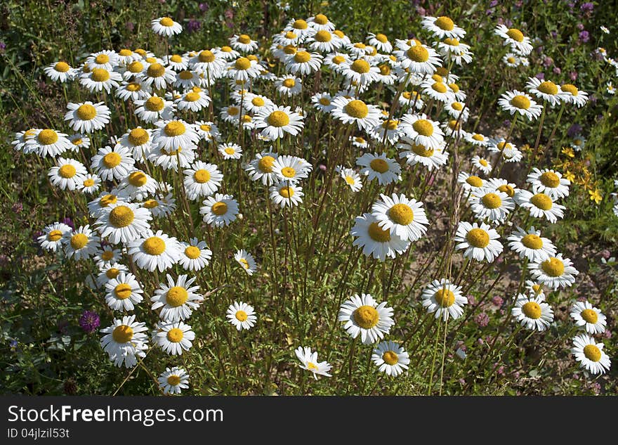 Blooming Wild Daisies