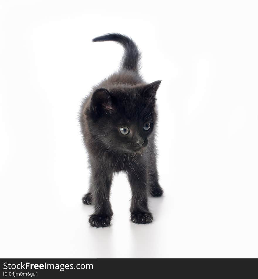 Fanny black kitten on white background