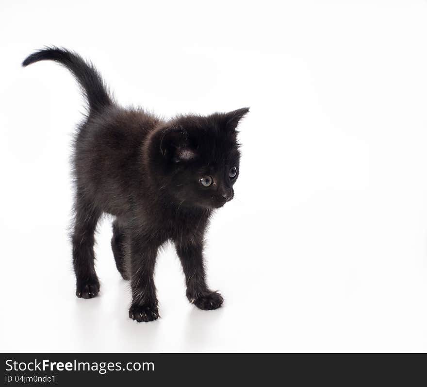 Fanny black kitten on white background