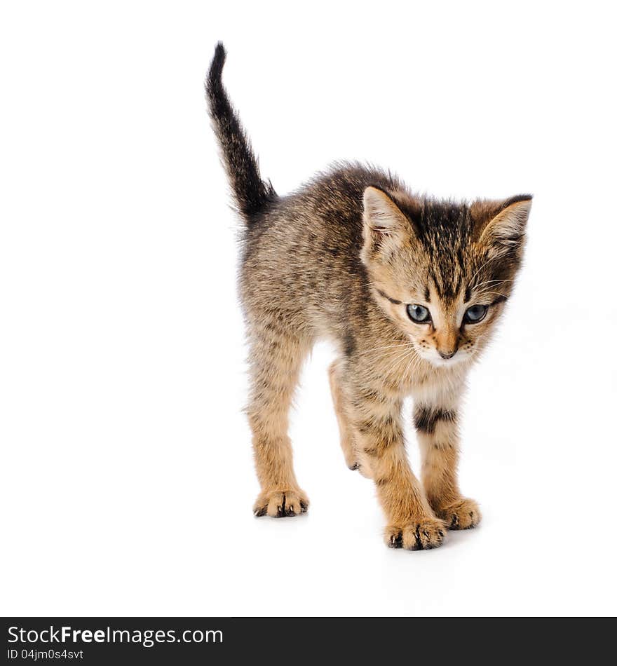 Fanny striped kitten on white background. Fanny striped kitten on white background