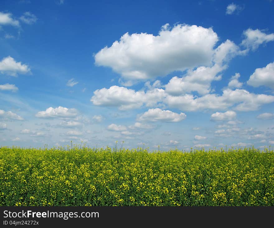 Flourishing field on a clear sunny day. Flourishing field on a clear sunny day