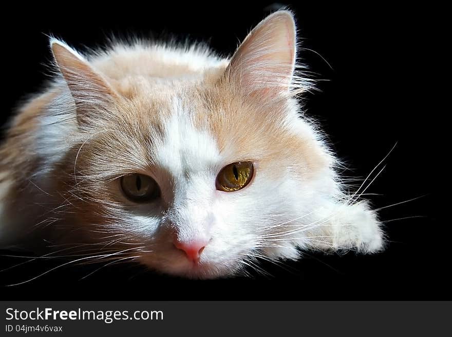 Portrait of a white cat lying on a black background. Portrait of a white cat lying on a black background