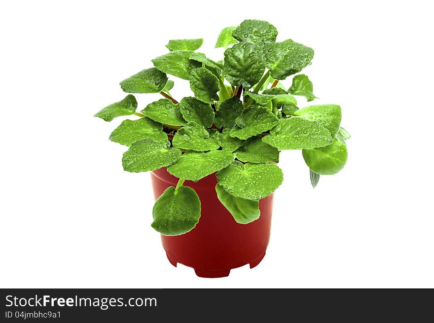 Green plant of violet in flower pot on white background. Green plant of violet in flower pot on white background