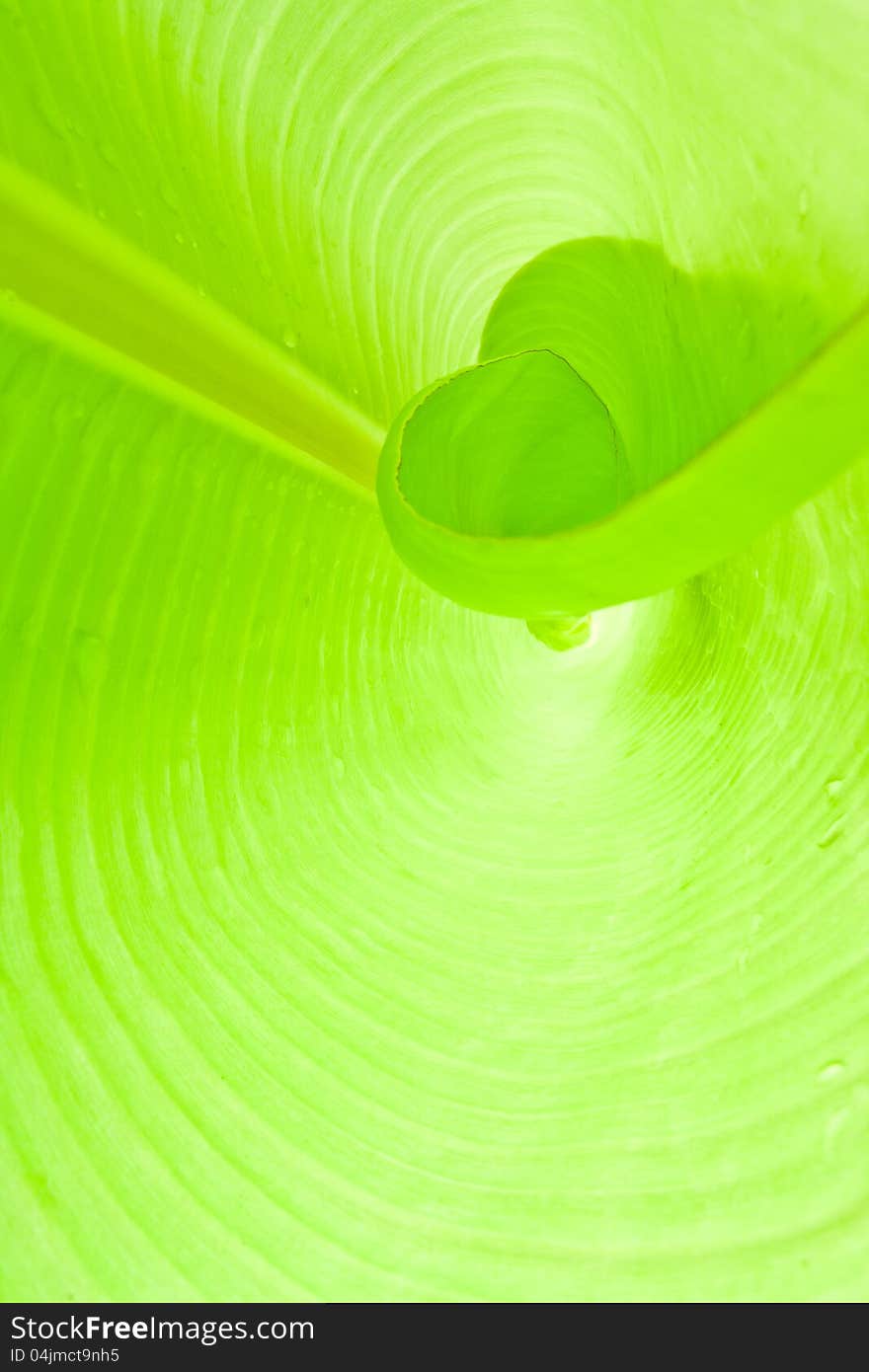 Interior of spiral banana leaf. Interior of spiral banana leaf