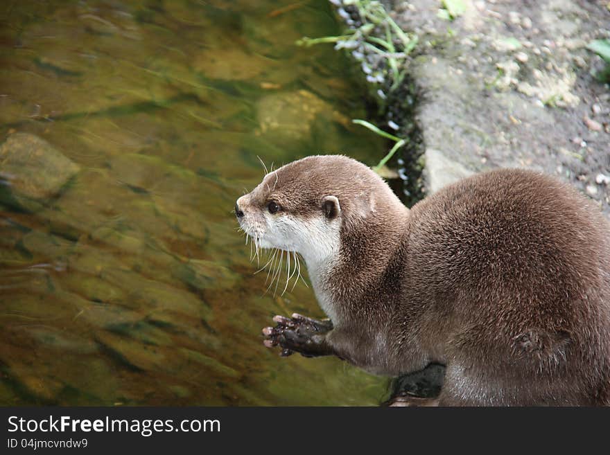 A Very Cute Otter Looking Over the Water. A Very Cute Otter Looking Over the Water.