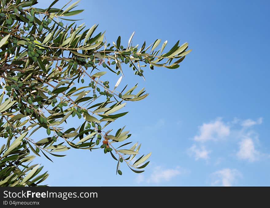 Olive tree branch against blue sky