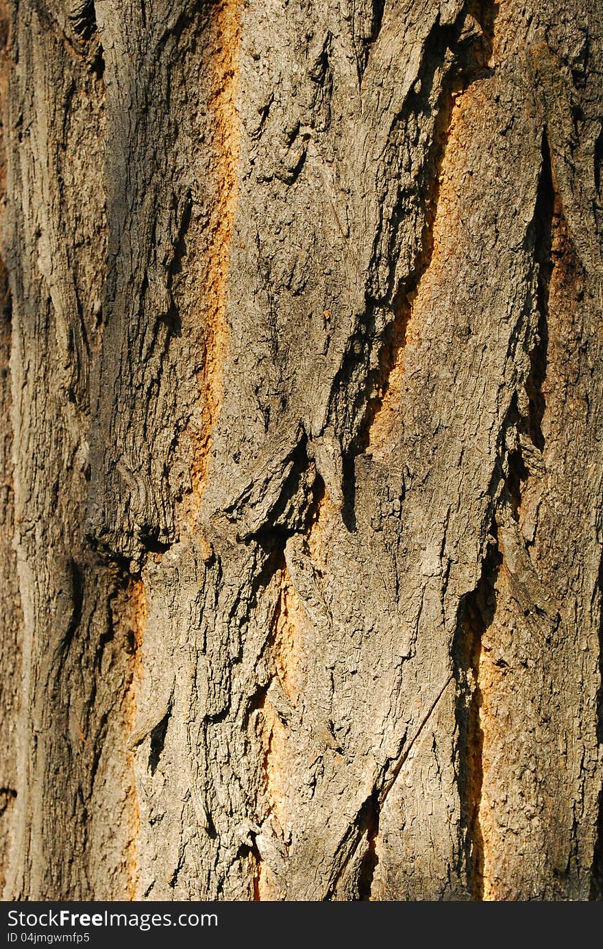 Tree bark texture close up