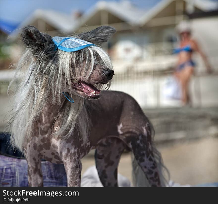 The dog on the beach with a cap on his head.