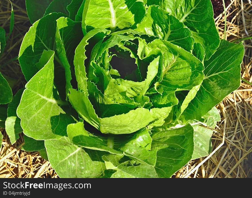 Green vegetables by the photography emphasizes stripes is circumspect. Green vegetables by the photography emphasizes stripes is circumspect