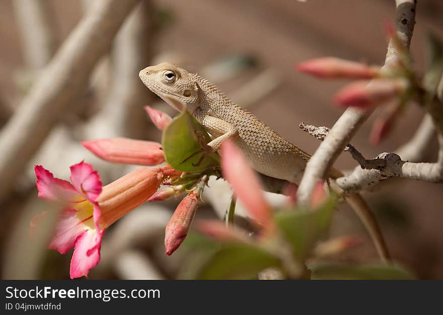 Bearded dragon (pogona vitticeps) on ondem flower plant in sunlight. Bearded dragon (pogona vitticeps) on ondem flower plant in sunlight