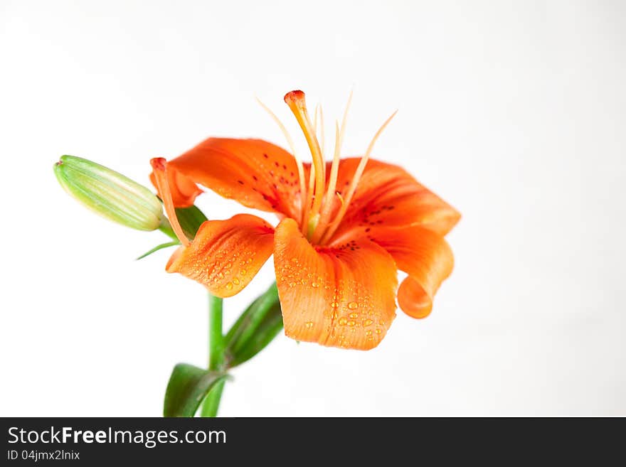 Colorful flower of lily over white background. Colorful flower of lily over white background