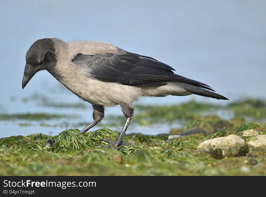 crow on the beach and collect food. crow on the beach and collect food