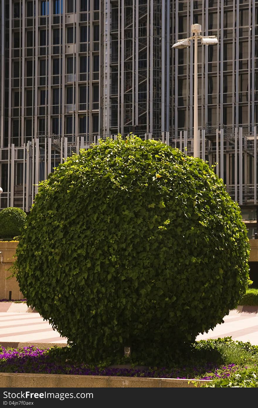 Tree with round cut off the facade of a modern office building. Tree with round cut off the facade of a modern office building