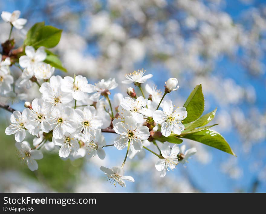 White Flowers In The Sky