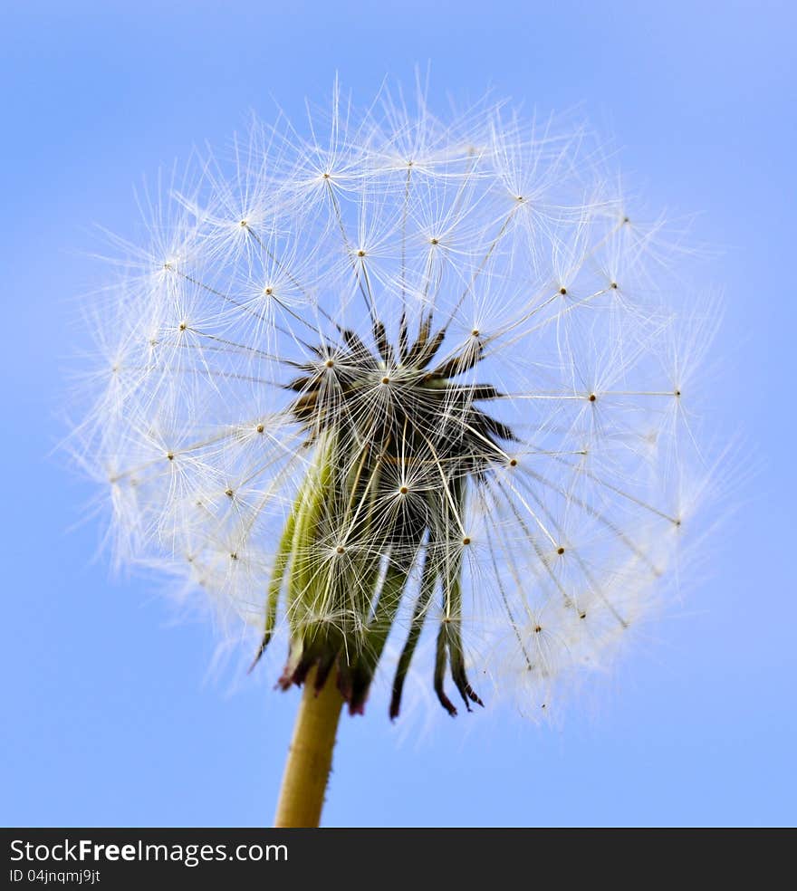 Dandelion seeds and blue sky