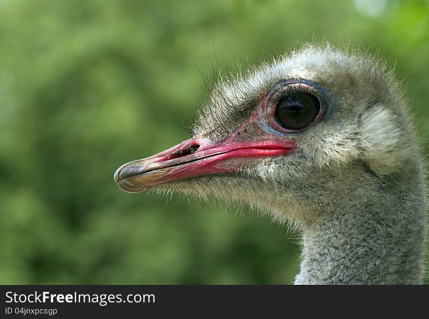 Ostrich