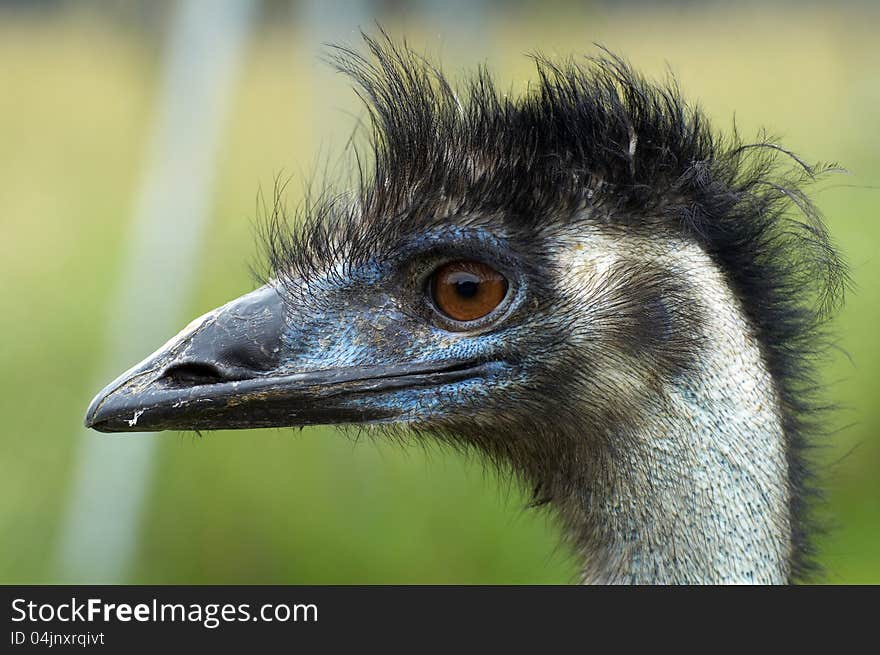 Ostrich