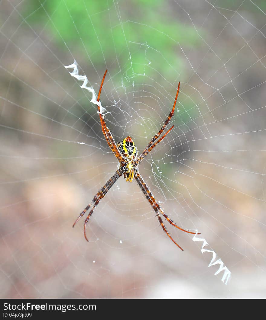 Close up of a golden orb spider on web