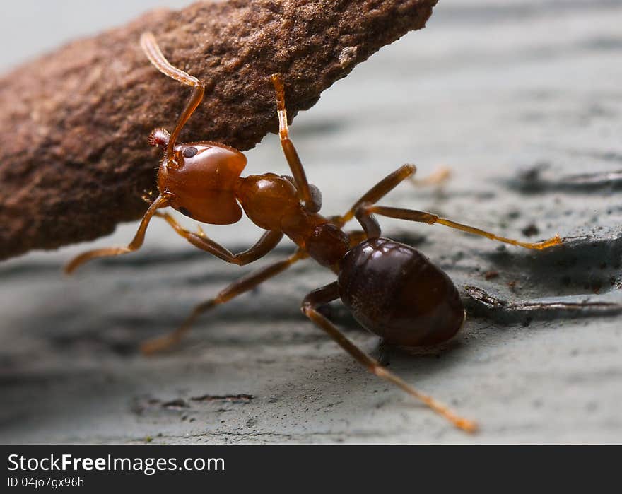 A closeup of an ant lifting a piece of bark. A closeup of an ant lifting a piece of bark