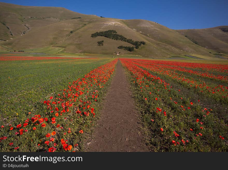 Road Of Poppies