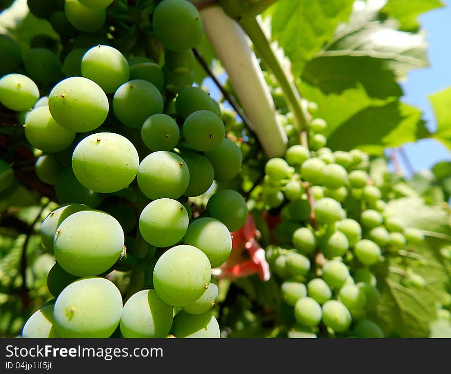 Green grapes