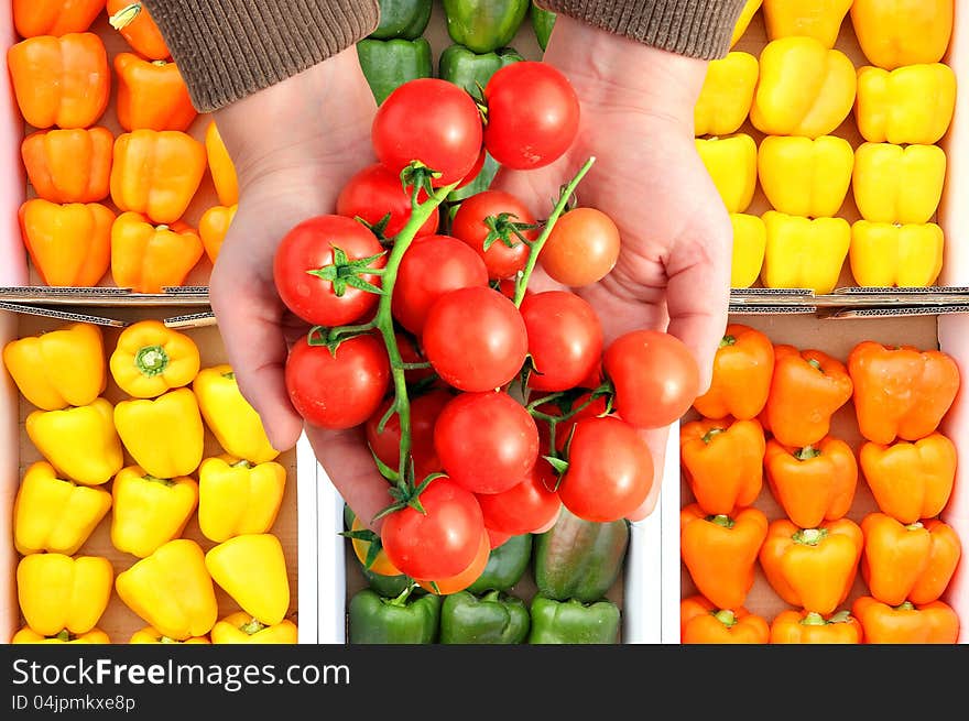 Cherry tomatoes in human hands on the colored paprika background. Cherry tomatoes in human hands on the colored paprika background