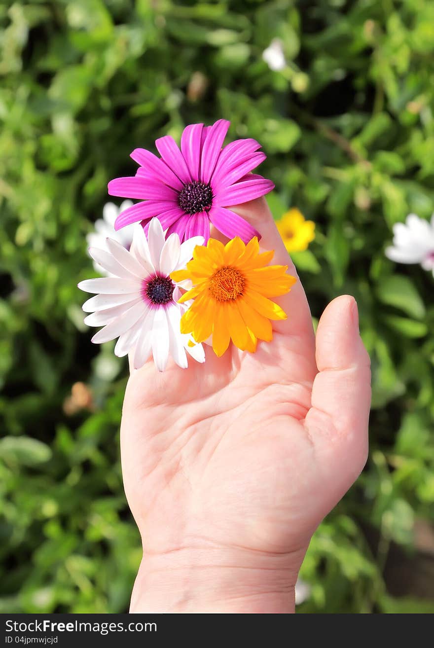 Three flowers - lilac, white and yellow on a women palm. Three flowers - lilac, white and yellow on a women palm