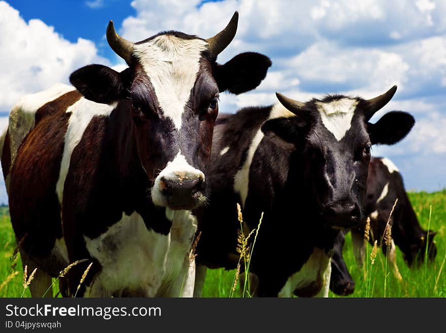 Black and white cows in the meadow