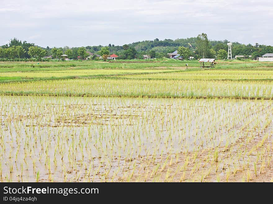 This is a field in a asia zone. This is a field in a asia zone