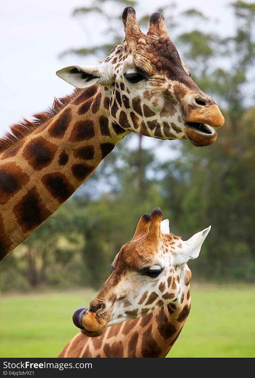 Mother and child giraffe, with mother watching over the child. Mother and child giraffe, with mother watching over the child