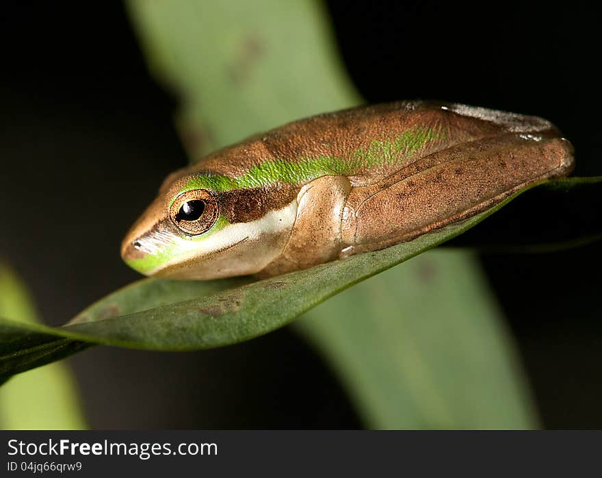 A closeup of a Pygmy tree frog sitting on leaf. A closeup of a Pygmy tree frog sitting on leaf