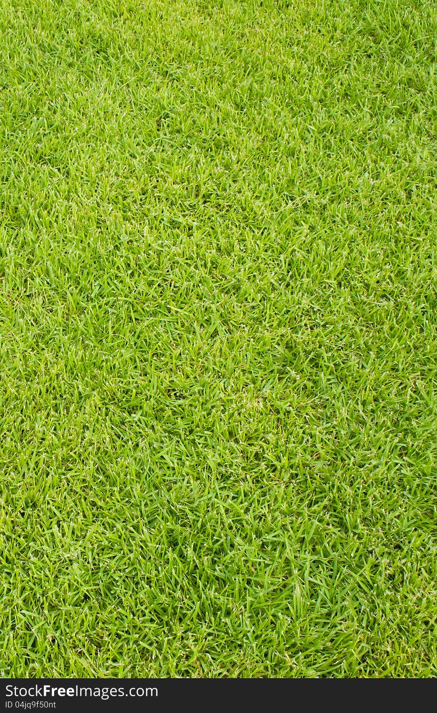 Freshly lawn green grass background