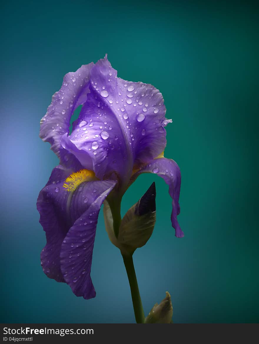 Blue iris fteluer rain on blue background. Blue iris fteluer rain on blue background.