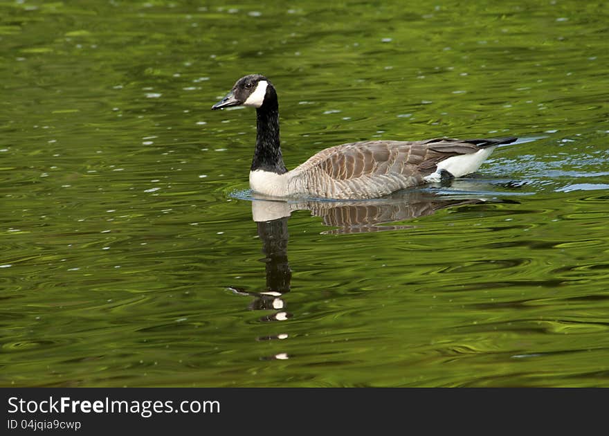 Canada Goose swimming in river