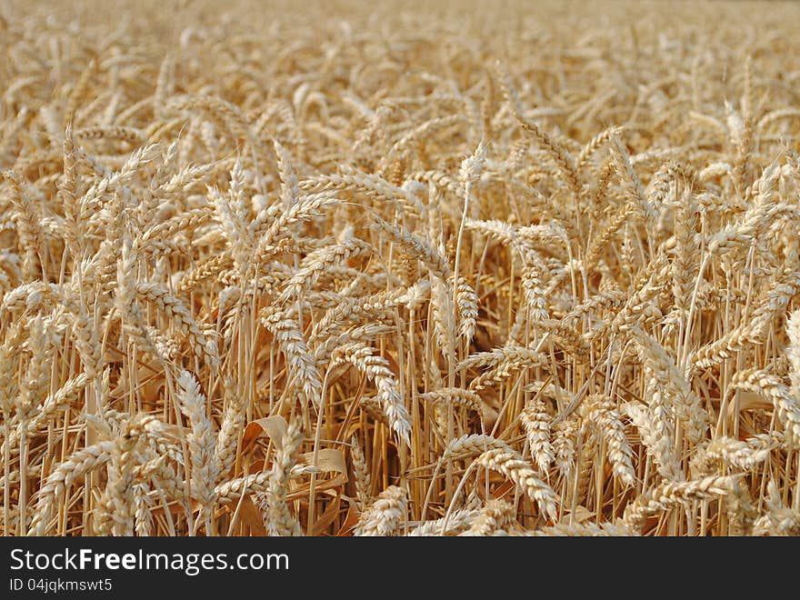 Wheat In The Field