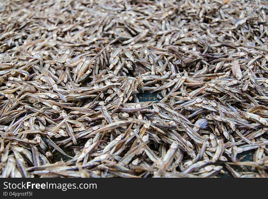 The dried fish in east of Thailand