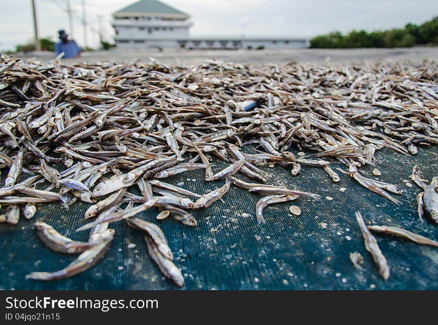 The dried fish in east of Thailand