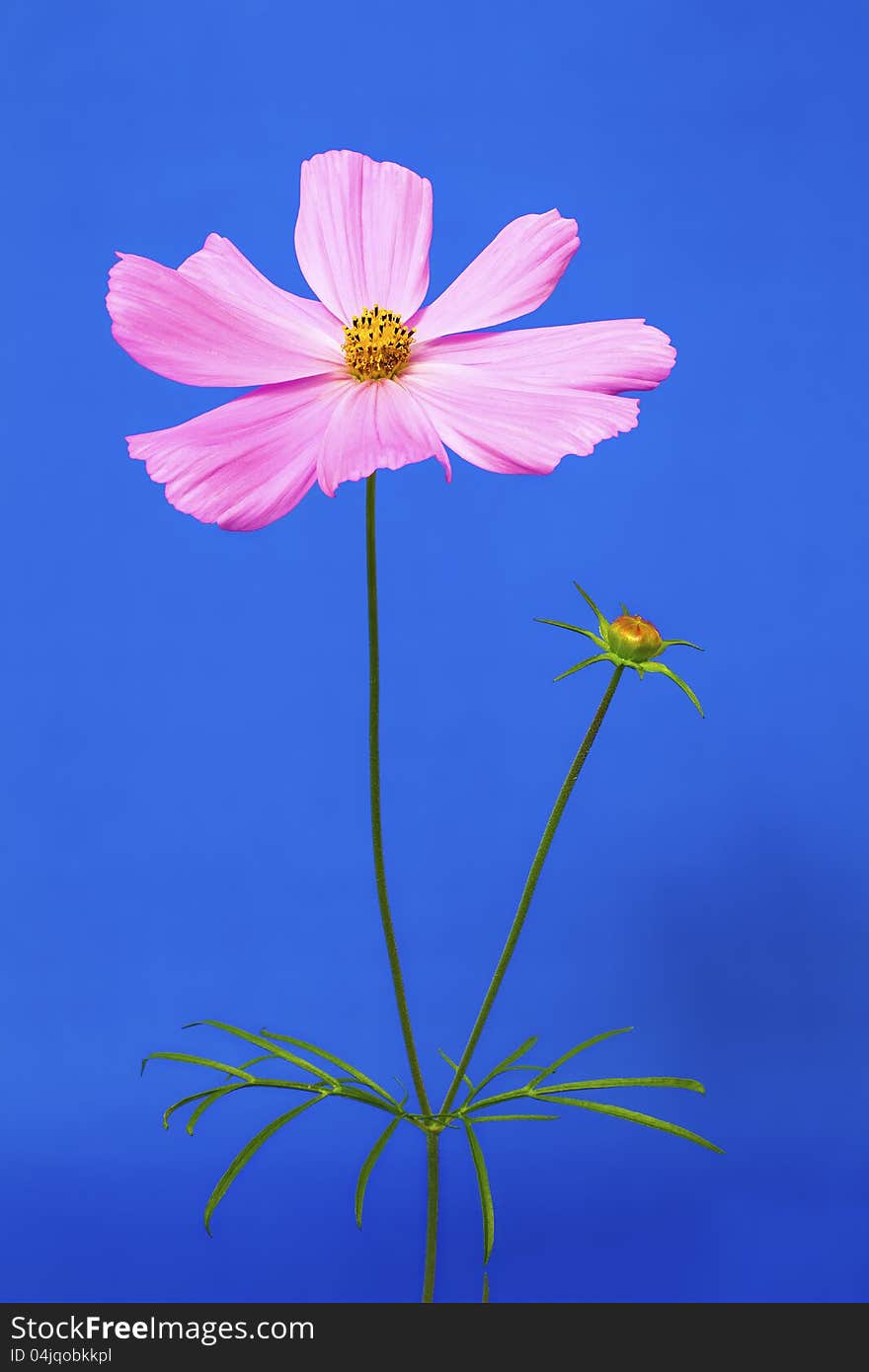 Close-up of a Pink Cosmos flower on a blue background. Close-up of a Pink Cosmos flower on a blue background.