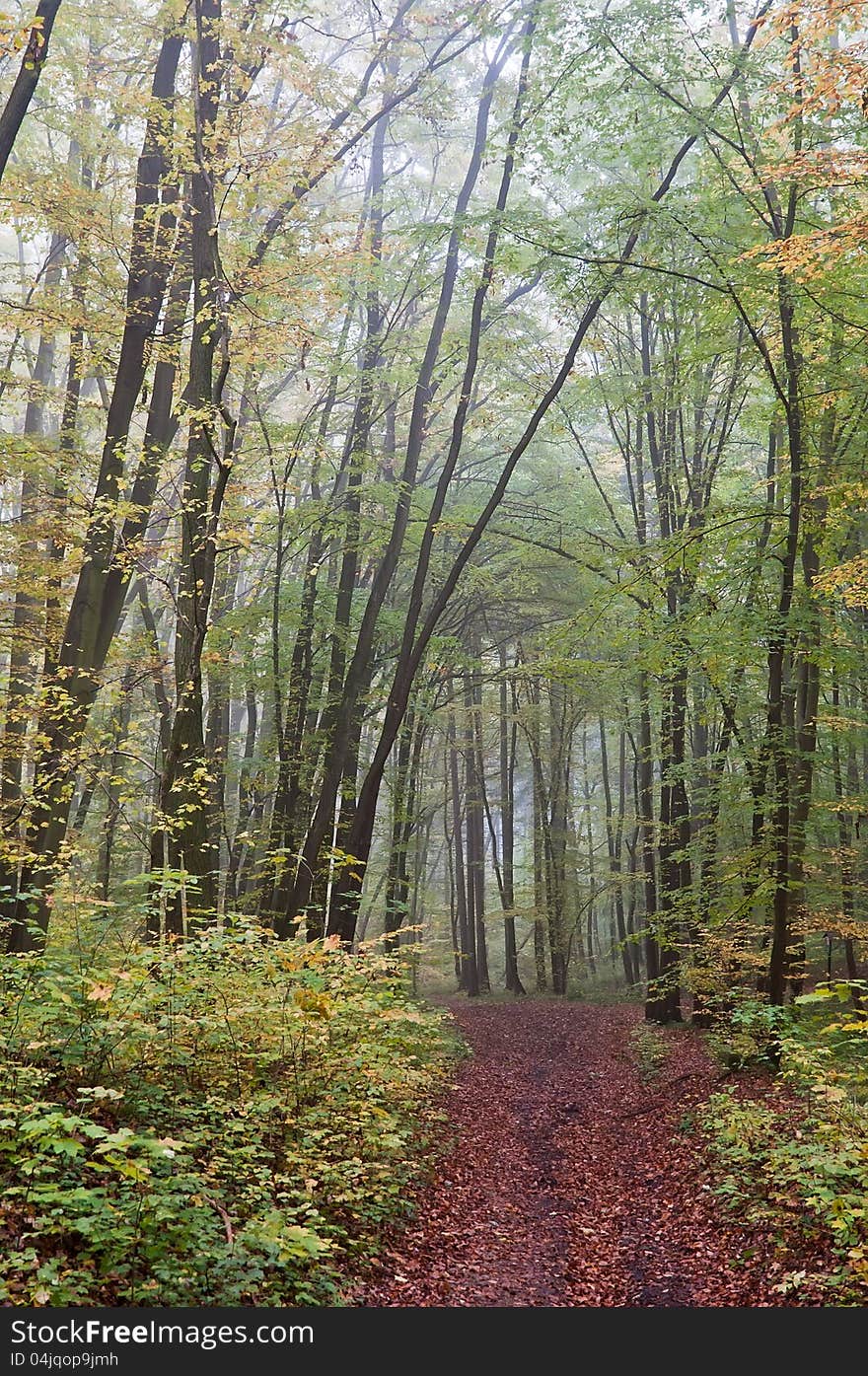 Forest in the fall during cloudy weather. Forest in the fall during cloudy weather.